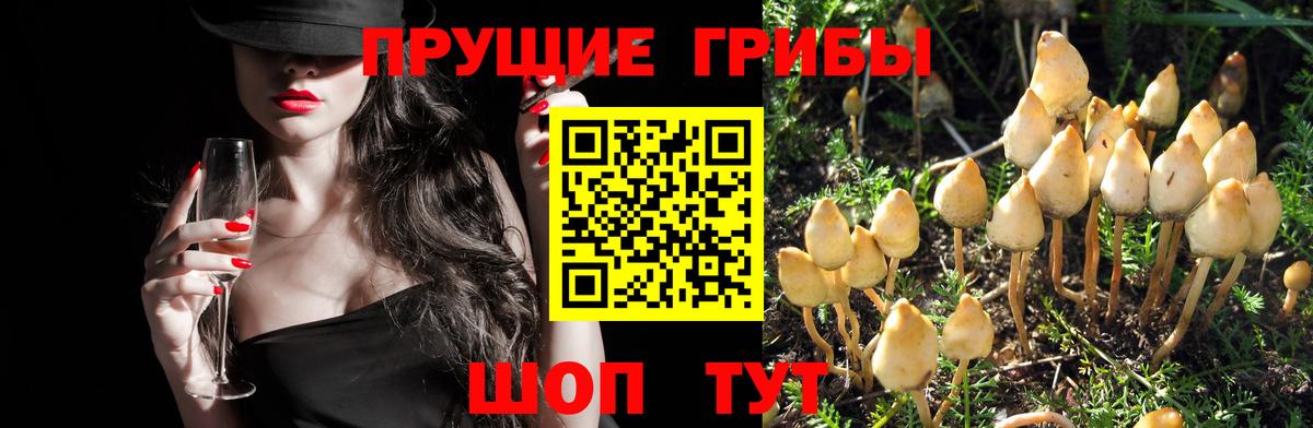 Псилоцибиновые грибы Psilocybe  Галлюциногенные грибы Magic Shrooms  Вход с VPN  Северобайкальск 